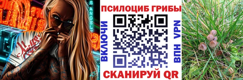 Купить где  Краснознаменск  Псилоцибиновые грибы прущие грибы 